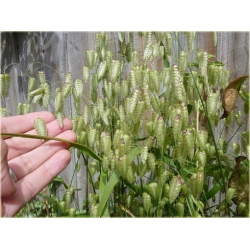 Nasiona Trawa Drżączka szt.5 Nxx155