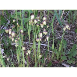 Nasiona Trawa Drżączka szt.5 Nxx155