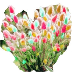 Nasiona Trawa kostrzewa ogon królika szt.10 N450