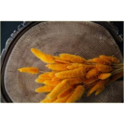 Nasiona Trawa kostrzewa ogon królika szt.10 Nxx450