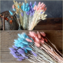 Nasiona Trawa kostrzewa ogon królika szt.10 Nxx450