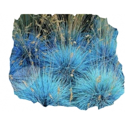 Nasiona Trawa niebieska szt.5 N308