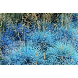 Nasiona Trawa niebieska szt.5 Nxx308