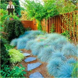 Nasiona Trawa niebieska szt.5 Nxx308