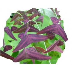 Nasiona Trawa nietoperza fioletowa szt.5 N590