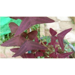 Nasiona Trawa nietoperza fioletowa szt.5 Nxx590