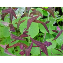 Nasiona Trawa nietoperza fioletowa szt.5 Nxx590