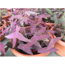 Nasiona Trawa nietoperza fioletowa szt.5 Nxx590