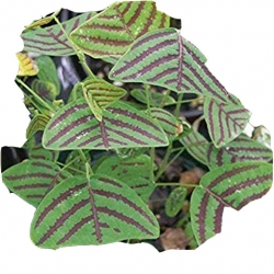 Nasiona Trawa nietoperza zielona szt.5 N589