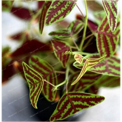 Nasiona Trawa nietoperza zielona szt.5 Nxx589