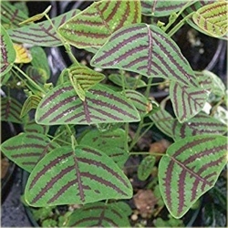 Nasiona Trawa nietoperza zielona szt.5 Nxx589