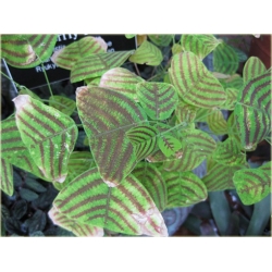 Nasiona Trawa nietoperza zielona szt.5 Nxx589