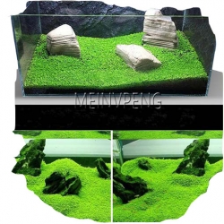 Nasiona Trawa akwariowa szt.5 N116