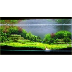 Nasiona Trawa akwariowa szt.5 Nxx116