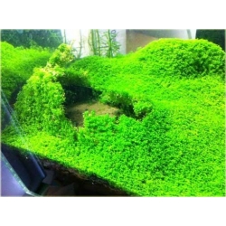 Nasiona Trawa akwariowa szt.5 Nxx116