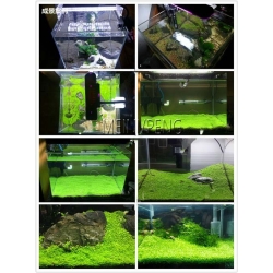 Nasiona Trawa akwariowa szt.5 Nxx116