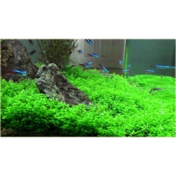 Nasiona Trawa akwariowa szt.5 Nxx116