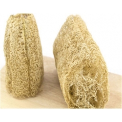 Nasiona Trukwa gąbczak jadalne pnącze super smaczne szt.3 N493