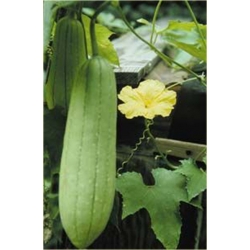 Nasiona Trukwa gąbczak szt.3 Nxx493