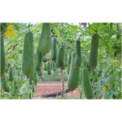 Nasiona Trukwa gąbczak szt.3 Nxx493