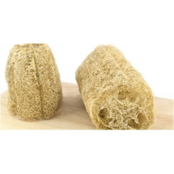 Nasiona Trukwa gąbczak szt.3 Nxx493