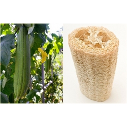 Nasiona Trukwa gąbczak szt.3 Nxx493