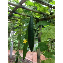 Nasiona Trukwa gąbczak szt.3 Nxx493