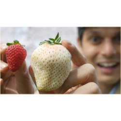 Nasiona Truskawka Olbrzym szt.5 Nxx51