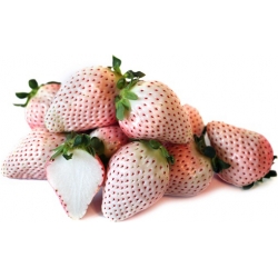 Nasiona Truskawka Olbrzym szt.5 Nxx51