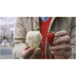 Nasiona Truskawka Olbrzym szt.5 Nxx51