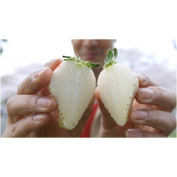 Nasiona Truskawka Olbrzym szt.5 Nxx51