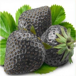 Nasiona Truskawka czarna szt.5 Nxx252