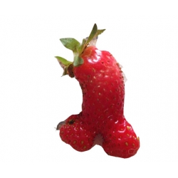 Nasiona Truskawka czerwony penis szt.5 N297