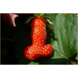 Nasiona Truskawka czerwony penis  szt.5 Nxx297