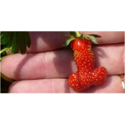 Nasiona Truskawka czerwony penis  szt.5 Nxx297