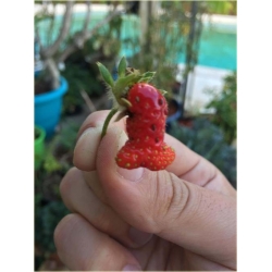 Nasiona Truskawka czerwony penis  szt.5 Nxx297