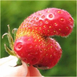 Nasiona Truskawka czerwony penis  szt.5 Nxx297