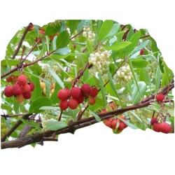 Nasiona Truskawka drzewo truskawkowe szt.5 N298