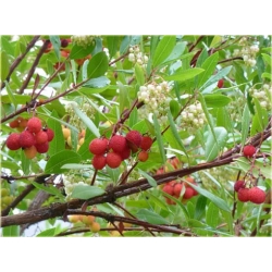 Nasiona Drzewo truskawkowe szt.5 Nxx298