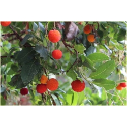 Nasiona Drzewo truskawkowe szt.5 Nxx298