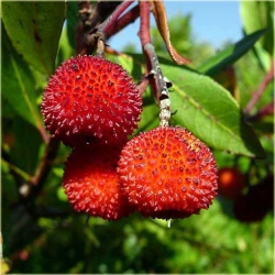 Nasiona Drzewo truskawkowe szt.5 Nxx298