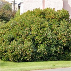 Nasiona Drzewo truskawkowe szt.5 Nxx298