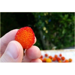 Nasiona Drzewo truskawkowe szt.5 Nxx298