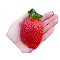 Nasiona Truskawka Gigant szt.10 N10