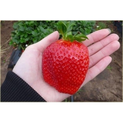 Nasiona Truskawka Gigant szt.10 Nxx10