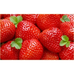 Nasiona Truskawka Gigant szt.10 Nxx10