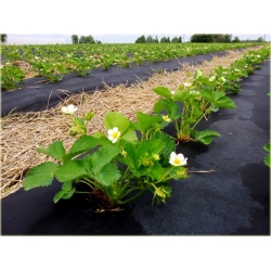 Nasiona Truskawka Gigant szt.10 Nxx10