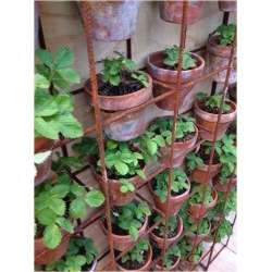 Nasiona Truskawka Gigant szt.10 Nxx10