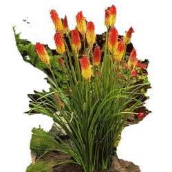 Nasiona Trytomia groniasta szt.3 N352