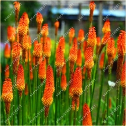 Nasiona Trytomia groniasta szt.3 Nxx352